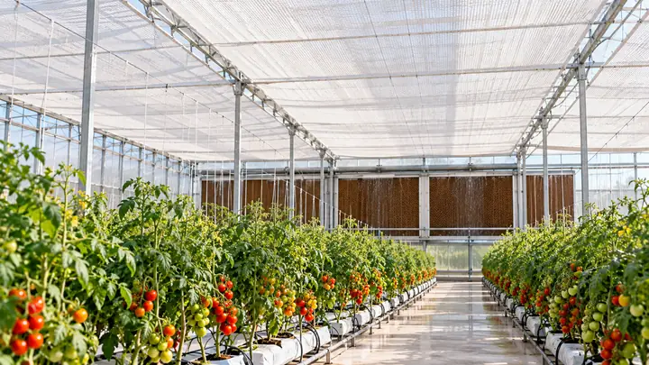 Shade Cloth for Plants and Greenhouse Cooling: Percentages and Fans — illustrative image
