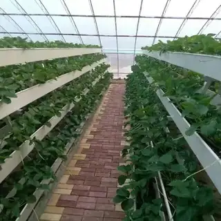 Greenhouse A-frame with coir-slab strawberries