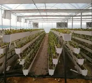 A-frame substrate cultivation rack in a greenhouse