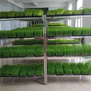 Hydroponic fodder sprout machine with green feed trays