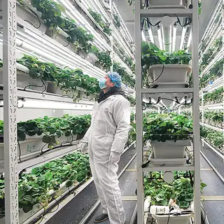 Strawberry plant factory with food-grade PVC channels