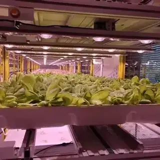 Indoor plant factory with stacked soilless growing layers