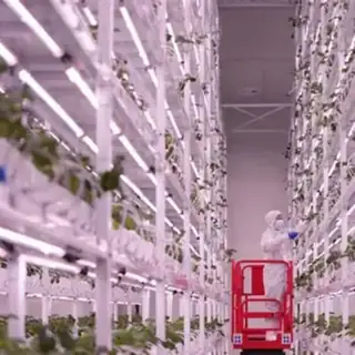 Hydroponic strawberry plant factory in a greenhouse