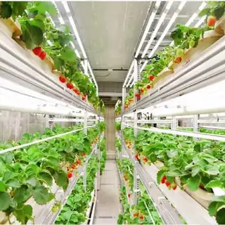 Indoor strawberry plant factory with controlled climate