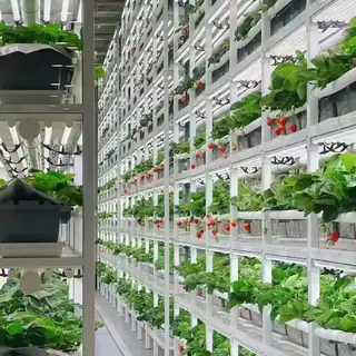 Multi-layer vertical hydroponic strawberry system with LED light
