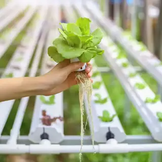 Beginner-friendly recirculating hydroponic system