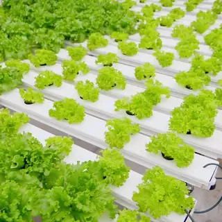 Low-maintenance recirculating hydroponic system