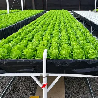 Deep water culture floating grow beds with lettuce