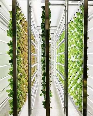 Hydroponic forage plant factory producing animal feed