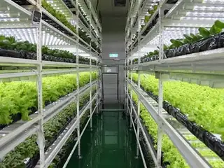 Eco-friendly indoor plant factory with leafy greens