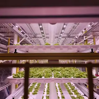 Vertical plant factory with rows of leafy greens