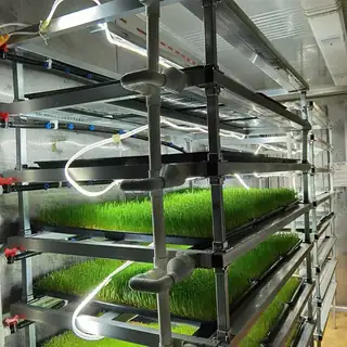 Container forage system with trays of green fodder