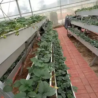 Vertical A-frame planting system with coir slabs