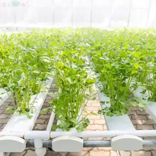 Circulating-water NFT hydroponic pipes with vegetables