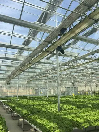 Square sponge plug growing media with seedlings