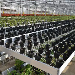 Tidal seedling tray system on greenhouse rolling benches