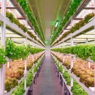 Indoor strawberry plant factory with drip irrigation