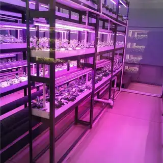 Fully automatic indoor strawberry plant factory
