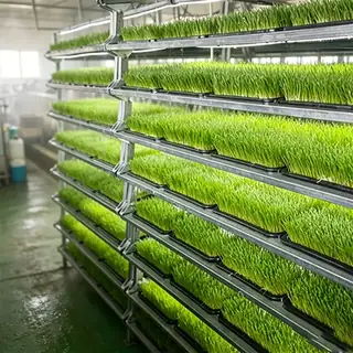 Large shipping container fodder grass system