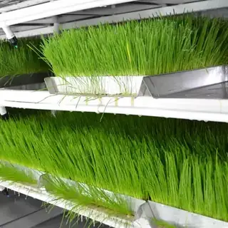 Hydroponic forage grass plant factory