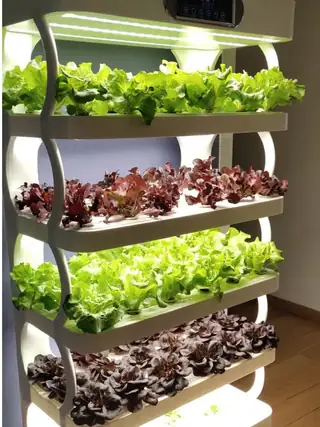 Multi-tier smart hydroponic planting machine with seedlings