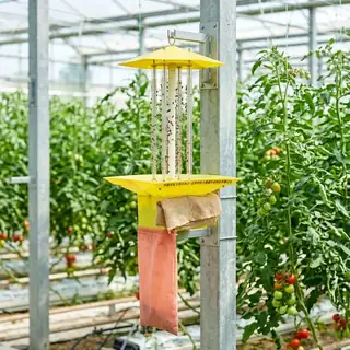 Solar electric shock insect killer lamp in a rice field