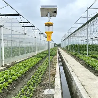 Rechargeable solar LED insect lamp for beetles
