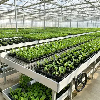 Recirculating tidal rolling bench in a plant nursery