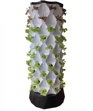 Row of water-circulating pineapple aeroponic towers